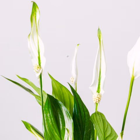 Light Reflections: Peace Lily highlight