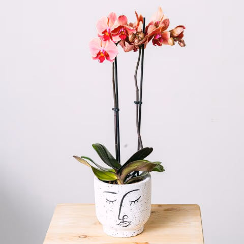 Reflection of Love: Tiger Orchid