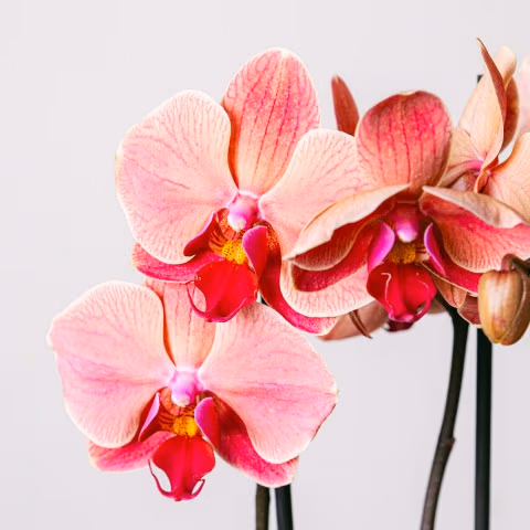 Reflection of Love: Tiger Orchid highlight