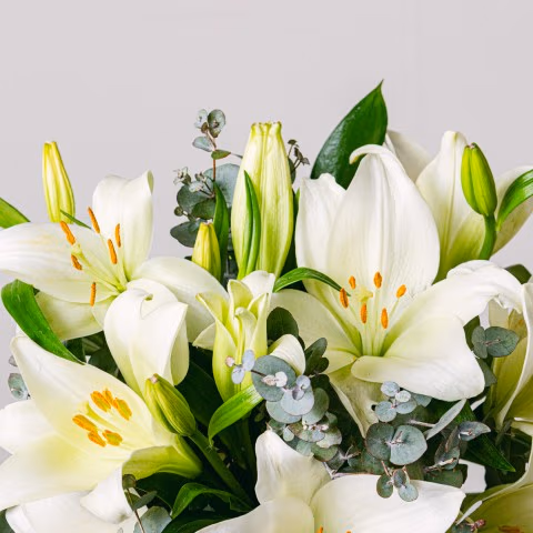 Débuts Brillants: Lys highlight Débuts Brillants: Lys highlight