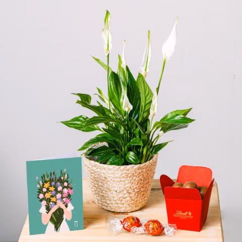 Light Reflections: Peace Lily