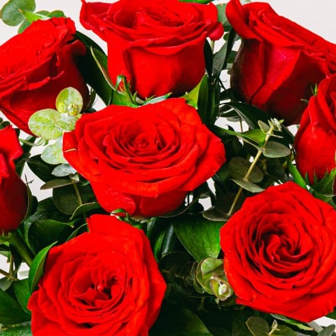 Vibrant Blooms: Red Roses highlight