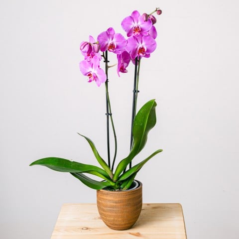 Purple Gospel: Purple Orchid