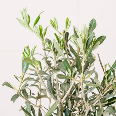 Mediterranean Peace: Mini Olive Tree highlight
