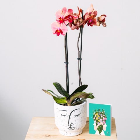 Rays of Happiness: Orchid, flower pot and card