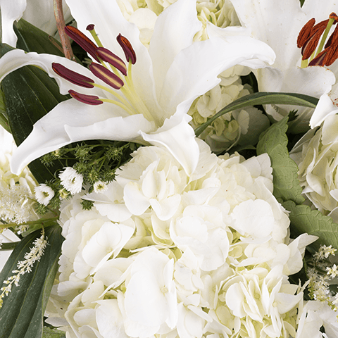 White Swan: White Flowers highlight